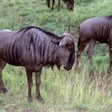 paisti eli Gnu / Wildebeest / Njumbu