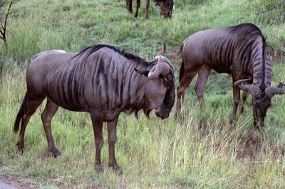 paisti eli Gnu / Wildebeest / Njumbu