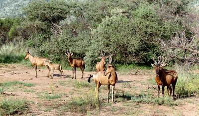 hyvää lihaa ...Lehmäantilooppi / Hardebeest / Kongoni