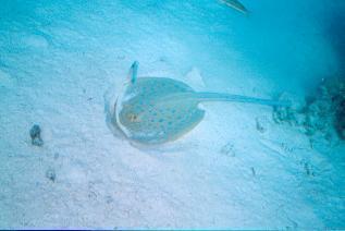 Blue spotted  stingray