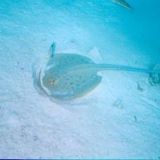 Blue spotted  stingray