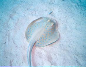 Bluespotted stingray