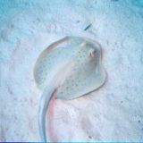 Bluespotted stingray