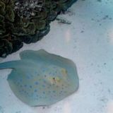 Bluespotted stingray