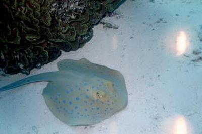 Bluespotted stingray