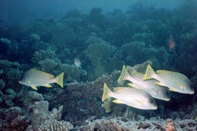 Blackspotted Grunts