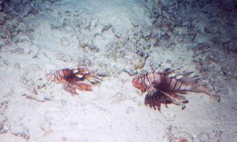 Lionfish