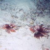 Lionfish