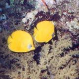 Masked Butterflyfish