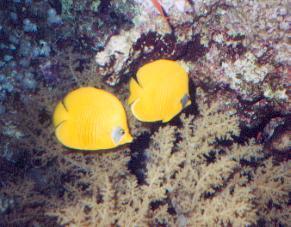 Masked Butterflyfish