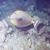 Orangespine Unicornfish