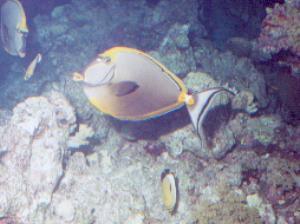 Orangespine Unicornfish