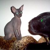 . . . TUTANKHAMON-ATEF-JAKOIJA-ANUBIS  JA  BLACK CAT