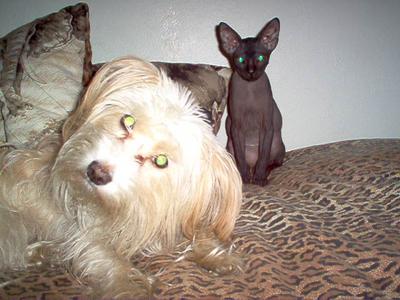 MINNI & ANUBIS