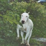 Usko tai älä, mutta 14- vuotias bullterrieri todellakin juoksee! :O