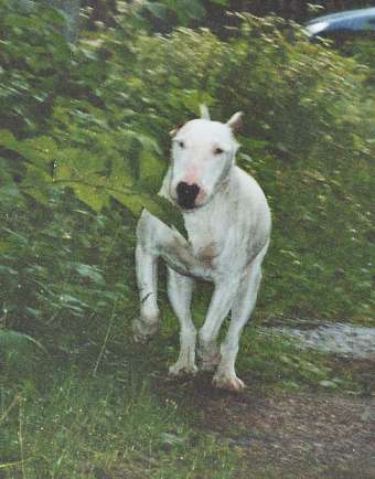 Usko tai älä, mutta 14- vuotias bullterrieri todellakin juoksee! :O