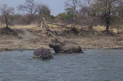 Virtahepoja Kafue-joella ,Tsambiassa.