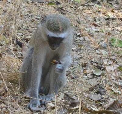 Victoria Falls: Pikku paviaani herkuttelemassa torakantapaisella.