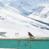 Dirty Birdy made in Davos