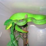 Trimeresurus albolabris - Valkohuulikyy