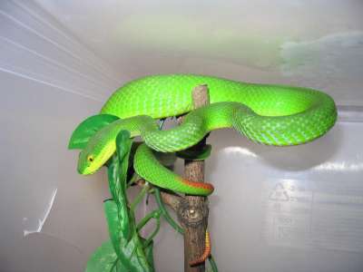 Trimeresurus albolabris - Valkohuulikyy