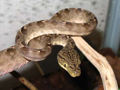 Corallus hortulanus naaras