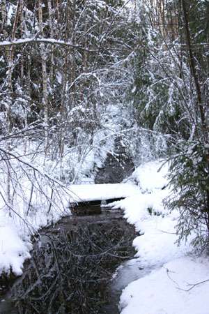 Talvinen puro ja metsä kuva, kuvattu 24.12.2004