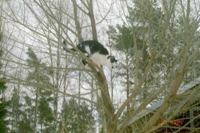 Tässä toinen kissani Sakukolli 14wee...keväällä 2004...katsomassa maisemia puussa ...Tarzan=))))