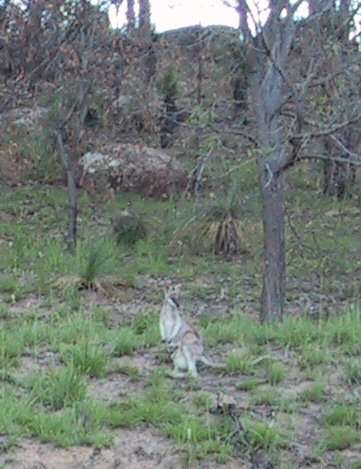 Roo & Joey , Kooralbyn, QLD, Australia