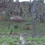 Roo & Joey , Kooralbyn, QLD, Australia