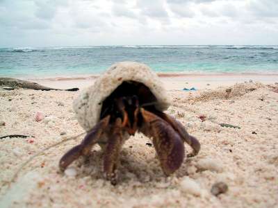 Päättäväinen rapu, Ritidan point beach, Guam