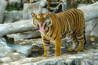 Sri Racha Tiger Zoo, Thailand