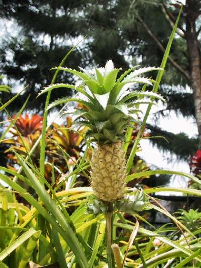 Botanical Gardens, Singapore