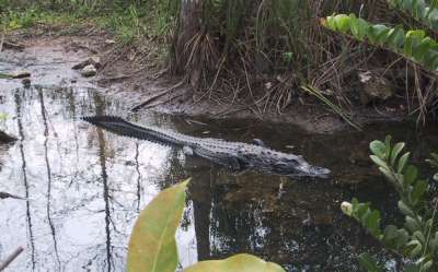 Alligaattori, Alligator Alley, Everglades, Florida