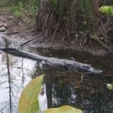 Alligaattori, Alligator Alley, Everglades, Florida