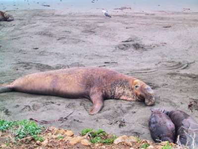 Elephant Seal .- mikälie suomeksi. Kait joku tietää. Kaliforniasta