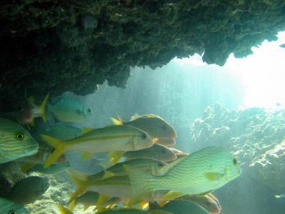 Ningaloo Reef, Western Australia. Heinäkuu 2003.