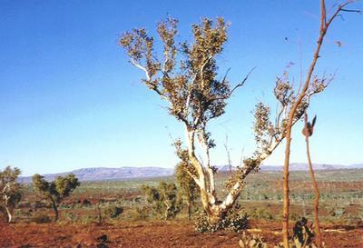 länsi australia. 2003.