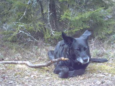 Meidän vanhus! Daisy 9v, jos ei oltaisi otettu hänet olisi lopetettu!