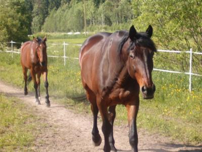 mun ihanin ja parhain: Puttonen