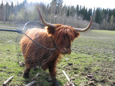 Hei jätkä. Nukuitkos bioskan tunneilla. Mä oon LEHMÄ enkä hauki :D