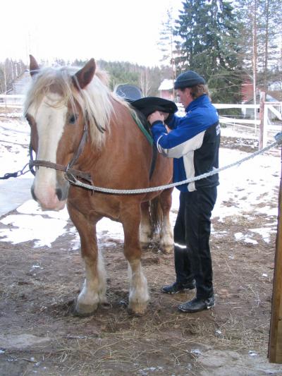 Hevonen, jota en ottaisi autiolle saarelle kaveriksi. Se söisi sen autiommaksi :D