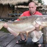 Mekong Giant Catfish 40 kg...