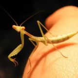 Mitäs kyttäät? :o Miomantis.