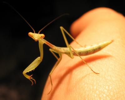 Mitäs kyttäät? :o Miomantis.