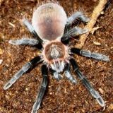 Brachypelma Vagans