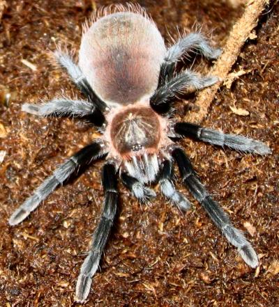 Brachypelma Vagans