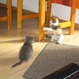 catfight:)