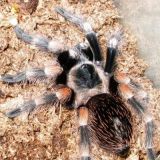 Brachypelma Smithi