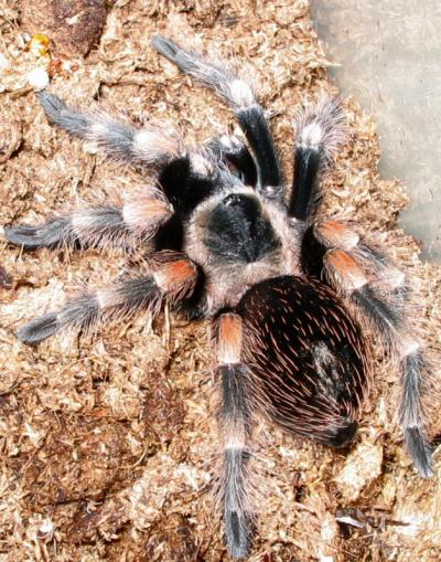 Brachypelma Smithi